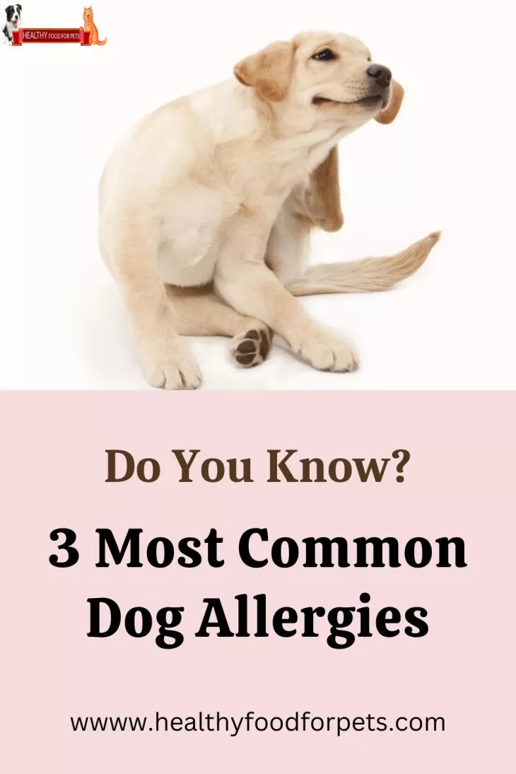 healthy diet for dogs - Healthy Food For Pets