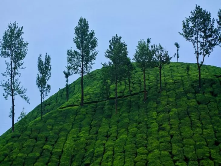 Plan and Experience Wildlife Tourism With a best Kerala Travel Guide