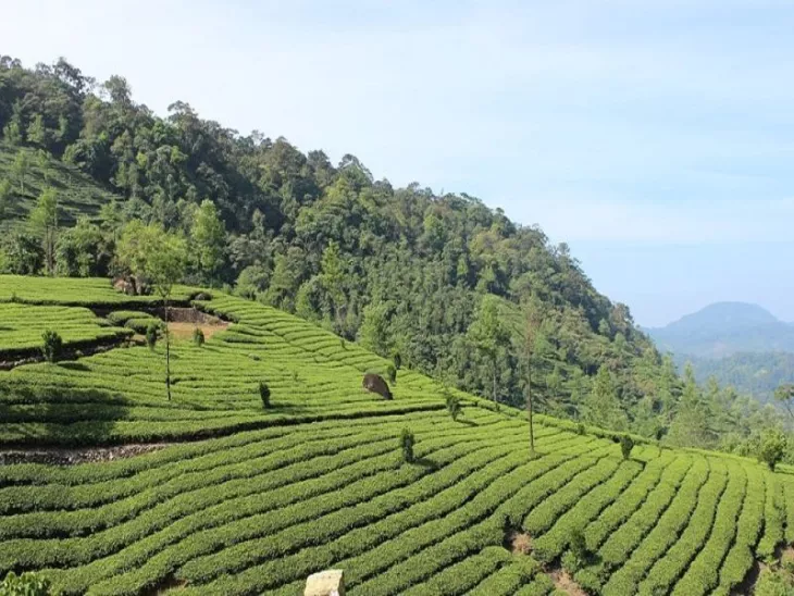 Best Kerala Hill Stations To Visit In Vacations To Experience The Beauty Of Lush Green Landscapes Of God's Own Country