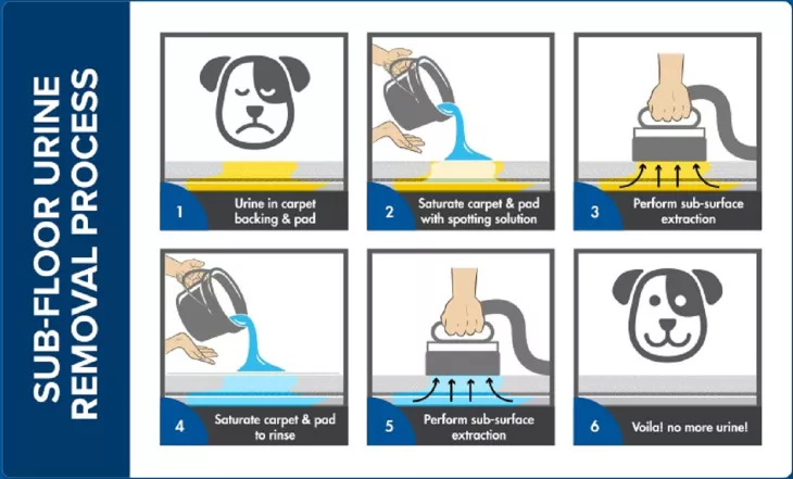 Pet Urine Stain and Odor Removal in Toronto