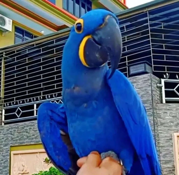 Hyacinth macaws for sale