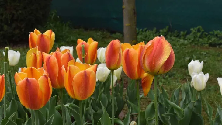 Tulip Garden And Botanical Gardens In Srinagar Vacation