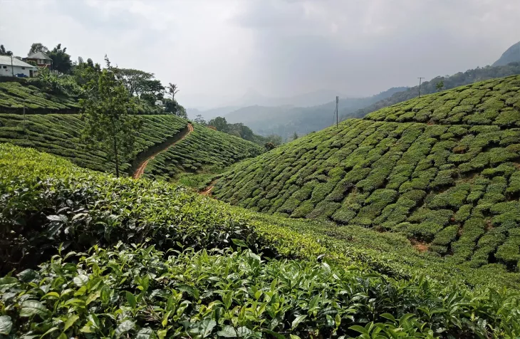 Visit Munnar Tea Gardens: Enjoy A Unique Kerala Honeymoon Trip Experience To Create Cherished Memories