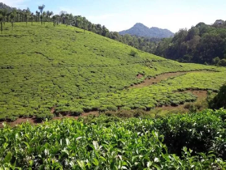 A Perfect Kerala Traveler Guide For Your Next Travel Destination