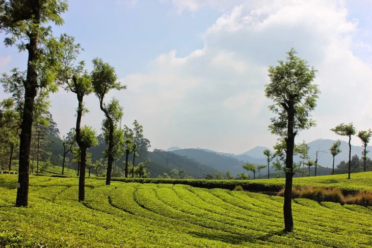 Top Escapes in Munnar and Wayanad