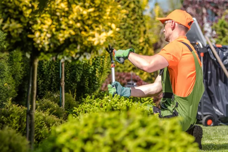 tree trimming