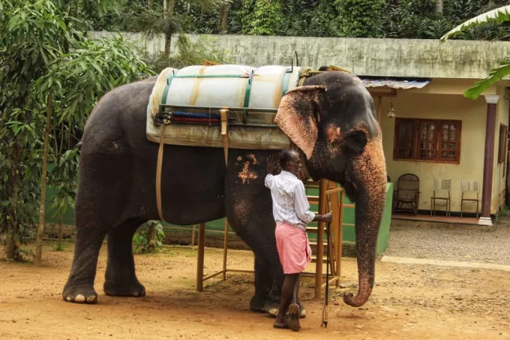 Kerala Wildlife Adventure Tours: Explore The Wilderness in Kerala To Enjoy Some Thrilling Moments