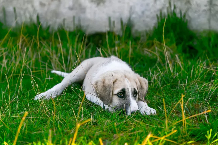 ansiedad en perros por separación