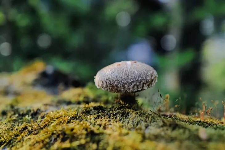 shiitake-mushroom