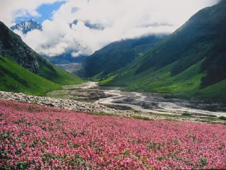 Valley of flowers
