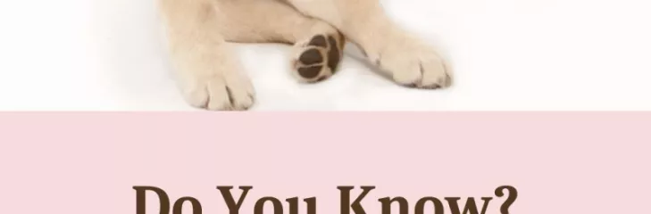 healthy diet for dogs - Healthy Food For Pets