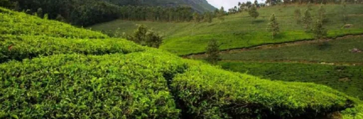 Experience The Rich Cultural Heritage Of Kerala