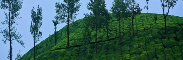 Plan and Experience Wildlife Tourism With a best Kerala Travel Guide