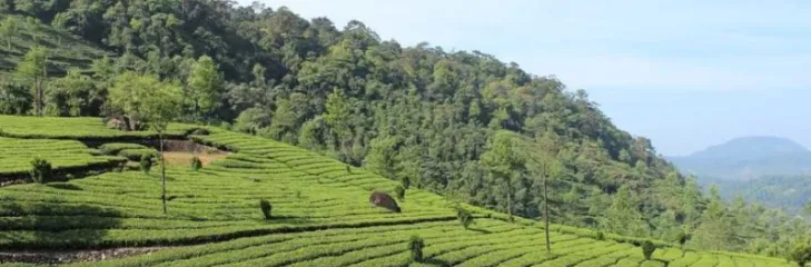 Kerala honeymoon trip