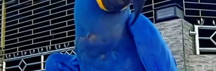 Hyacinth macaws for sale