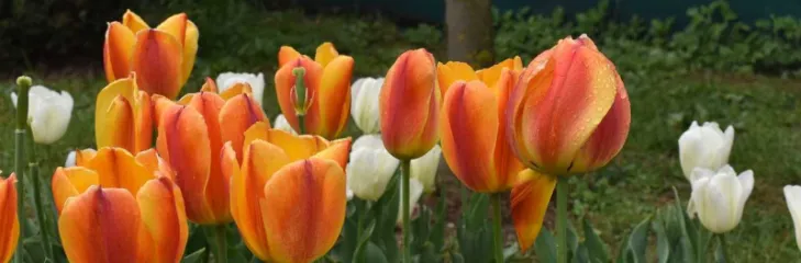 Tulip Garden And Botanical Gardens In Srinagar Vacation