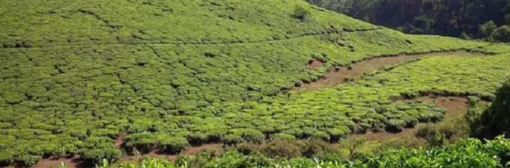 A Perfect Kerala Traveler Guide For Your Next Travel Destination