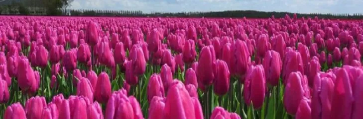 Best Time For A Kashmir Trip: Plan An Autumn Season Trip To Enjoy An Unforgettable Journey