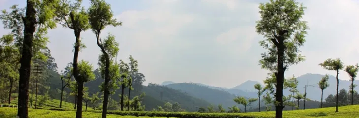 Top Escapes in Munnar and Wayanad