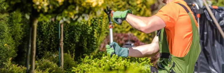 tree trimming
