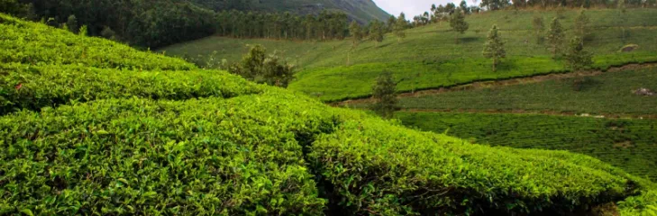 Plan Your Relaxing And Rejuvenating Winter Holidays In Kerala