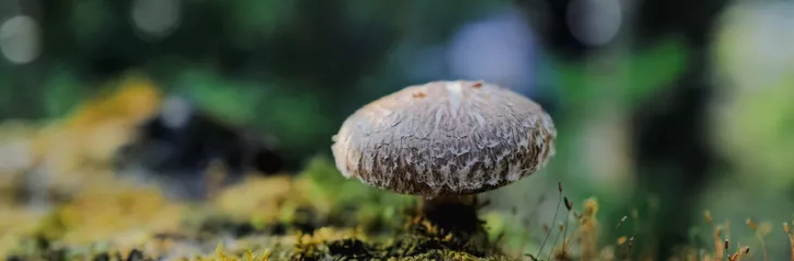 shiitake-mushroom