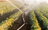 Sprinkler Scheduling Secrets