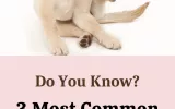 healthy diet for dogs - Healthy Food For Pets