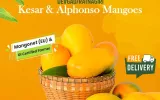 alphonso mango pulp buy online