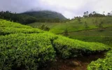 Experience The Rich Cultural Heritage Of Kerala