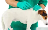 healthy natural food for cats