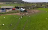 How high-quality lambing sheds improve lamb health and growth rates