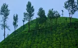 Plan and Experience Wildlife Tourism With a best Kerala Travel Guide