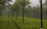 Kerala travel tips: Know This Before You Visit Kerala
