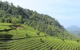 Best Kerala Hill Stations To Visit In Vacations To Experience The Beauty Of Lush Green Landscapes Of God's Own Country
