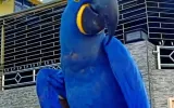 Hyacinth macaws for sale