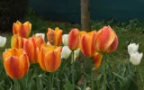 Tulip Garden And Botanical Gardens In Srinagar Vacation