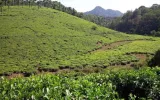 A Perfect Kerala Traveler Guide For Your Next Travel Destination