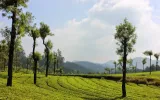 Top Escapes in Munnar and Wayanad