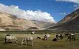 lahaul spiti from kozhikode kerala