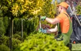 tree trimming