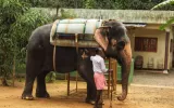 Kerala Wildlife Adventure Tours: Explore The Wilderness in Kerala To Enjoy Some Thrilling Moments