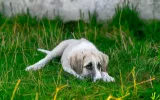 ansiedad en perros por separación