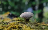 shiitake-mushroom