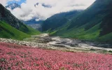 Valley of flowers